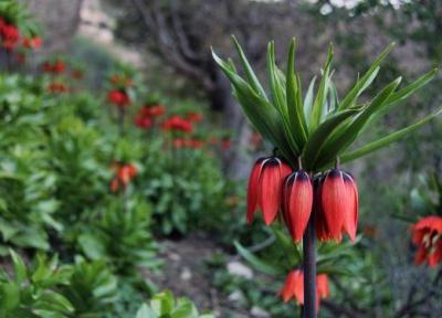 دشت لاله های واژگون الیگودرز بزرگترین دشت لاله های واژگون